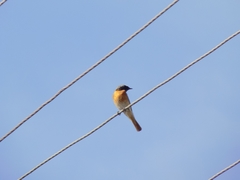 Phoenicurus phoenicurus