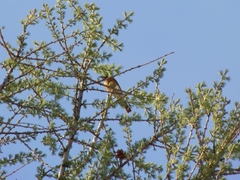 Phoenicurus phoenicurus