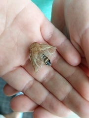 Malacosoma americana