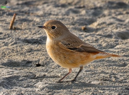 Common Redstart