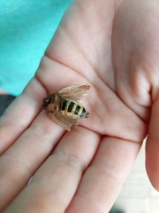 Malacosoma americana