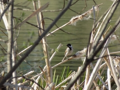 Emberiza schoeniclus