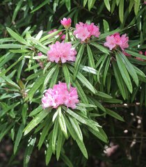 Rhododendron makinoi