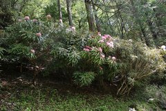 Rhododendron makinoi