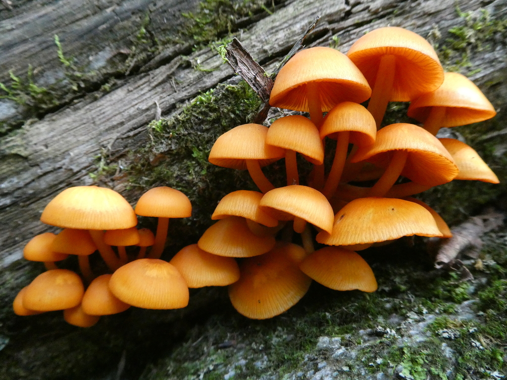 orange mycena · August 2026 · photo: Photo: no rights reserved · iNaturalist