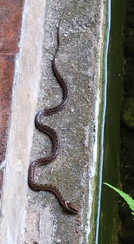 Rhabdophis chrysargos observed 2026-08-16
