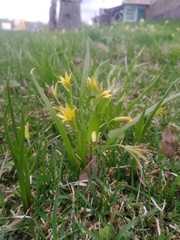 Gagea granulosa