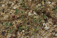 Medicago rigidula