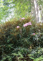 Rhododendron makinoi