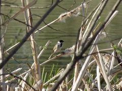 Emberiza schoeniclus