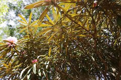 Rhododendron makinoi