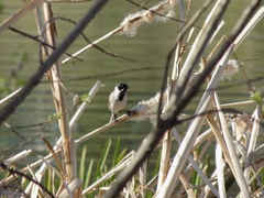 Emberiza schoeniclus