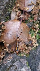 Tipula californica