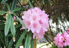 Rhododendron makinoi