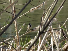 Emberiza schoeniclus