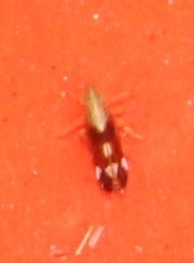 Neomegamelanus lautus