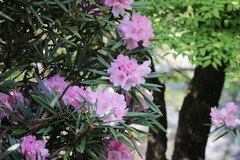 Rhododendron makinoi