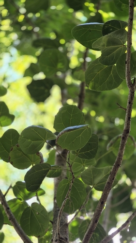 Acropogon bullatus, photograph 3