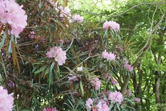 Rhododendron makinoi