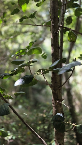 Acropogon bullatus, photograph 5