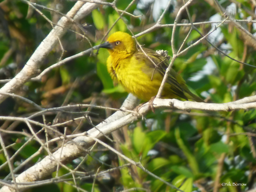 iNaturalist image