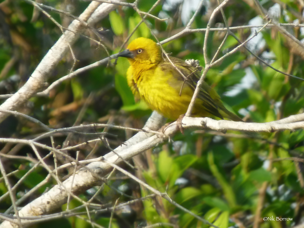 Bocage's Weaver illustration