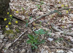 Zizia trifoliata