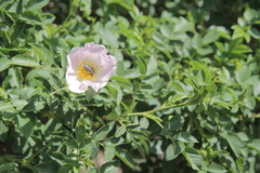 Rosa caesia