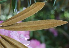 Rhododendron makinoi
