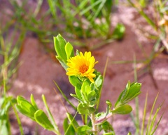 Rayjacksonia phyllocephala