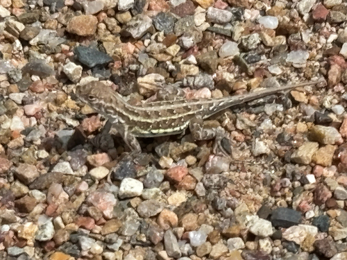 Western Earless Lizard