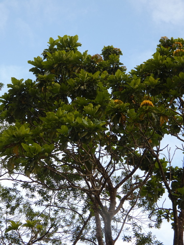 Deplanchea tetraphylla, photograph 4