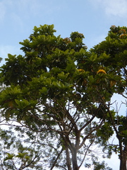 Deplanchea tetraphylla, photograph (c) Kai Squires, some rights reserved (CC BY)