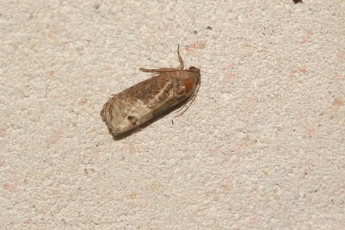 Locust Twig Borer Moth photo 6