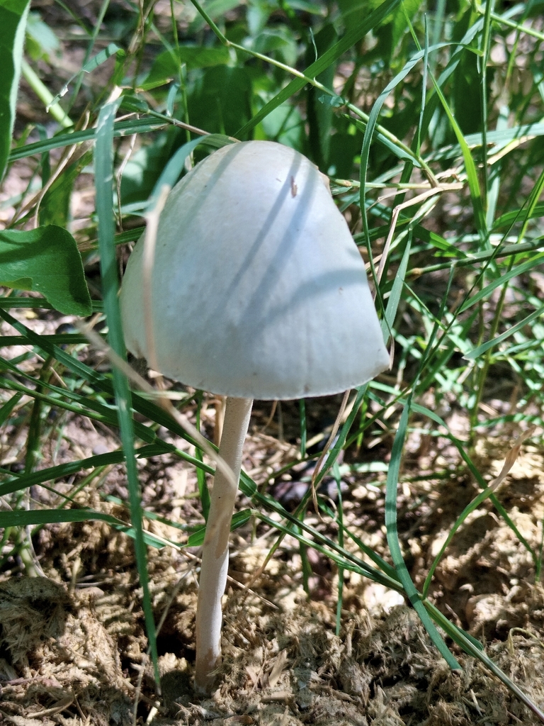Panaeolus antillarum · August 2026 · photo: Photo: (c) Mauricio Calderón, some rights reserved (CC BY) · iNaturalist