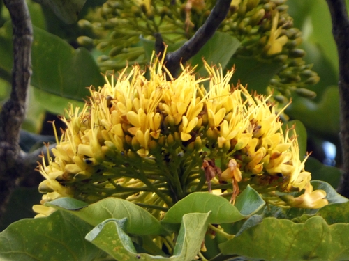Deplanchea tetraphylla, photograph 5