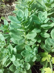 Hylotelephium telephium