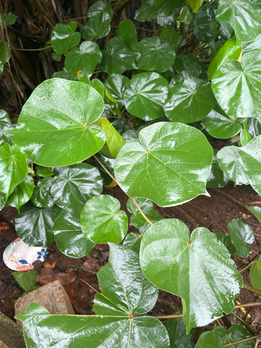 Talipariti tiliaceum observed 2026-08-16