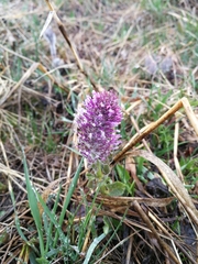 Veronica wyomingensis