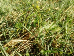 Ranunculus monophyllus