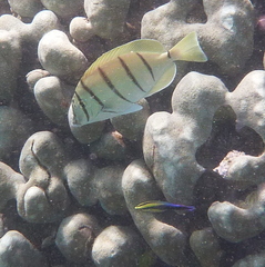 Labroides phthirophagus