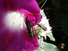 Astylus vittaticollis