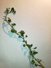 Medicago orbicularis