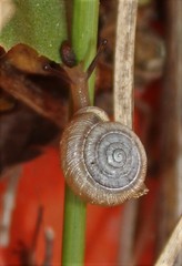 Polygyrinae