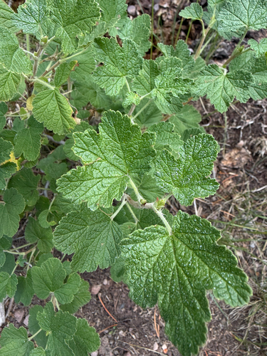 Ribes viscosissimum, photograph 6