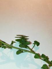 Medicago orbicularis