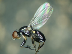Prochyliza varipes