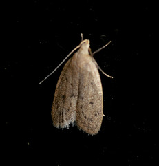 Autosticha kyotensis