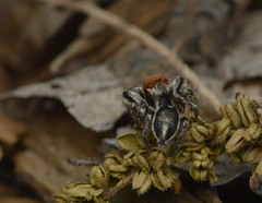 Habronattus forticulus