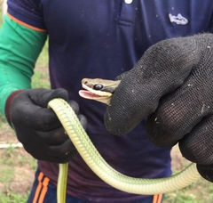 Dendrophidion bivittatus